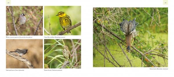 Birds and Beacons of Michigan by Schiffer Publishing, Ltd. features a collage of birds on a branch, inspired by top birding hotspots—an ideal guide for Michigan birdwatchers.