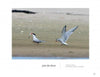 Two common terns interact on a sandy beach—one with a fish, another with raised wings—in a classic Cape Cod wildlife scene from "Wild Cape Cod" by Schiffer Publishing, Ltd. The distant shoreline appears in the background.