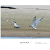 Two common terns interact on a sandy beach—one with a fish, another with raised wings—in a classic Cape Cod wildlife scene from "Wild Cape Cod" by Schiffer Publishing, Ltd. The distant shoreline appears in the background.