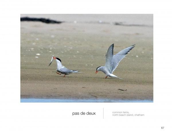 Two common terns interact on a sandy beach—one with a fish, another with raised wings—in a classic Cape Cod wildlife scene from "Wild Cape Cod" by Schiffer Publishing, Ltd. The distant shoreline appears in the background.