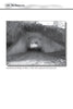 Black-and-white photo of Virginia's legendary Bunnyman Bridge, with vines and a glowing blue orb at the tunnel, from Haunted Virginia by Schiffer Publishing, Ltd.