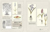 Two open pages from "The Graphic Vegetable" by Schiffer Publishing, Ltd. feature vintage asparagus ads and drawings on the left, with vibrant Hyacinthus and Muscari flower illustrations on the right.