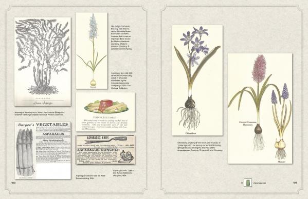 Two open pages from "The Graphic Vegetable" by Schiffer Publishing, Ltd. feature vintage asparagus ads and drawings on the left, with vibrant Hyacinthus and Muscari flower illustrations on the right.
