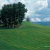 Experience the charm of West Virginia with Schiffer Publishing, Ltd.: tall trees on a grassy hill with yellow wildflowers, a wooden fence along the slope, and distant blue mountains beneath a partly cloudy sky.