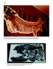 Top: A large, mostly intact fossil fish; bottom: dark fossilized bones in rock. Both images depict Cretaceous Xiphactinus audax fossils from different sites. Featured in Mesozoic Fossils II by Schiffer Publishing, Ltd.