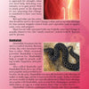 A page from "Everyday Voodoo" by Schiffer Publishing, Ltd. details Chango and Damballah, their origins, and symbols—highlighting red fabric or flames for Chango and a black coiled snake for Damballah in Voodoo tradition.