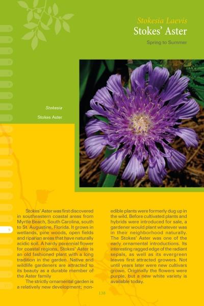 A close-up of a purple flower featured in "Coastal Garden Plants" by Schiffer Publishing, Ltd., ideal for identifying plants commonly found along the southeastern US coast.