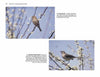 Two photos from *Birds of Coastal South Carolina* by Schiffer Publishing, Ltd. depict a house finch and a northern mockingbird on blooming branches amid white flowers, beautifully capturing South Carolina's springtime birdlife.
