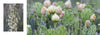 A striking scene from "Natural Wonders of Assateague Island" by Schiffer Publishing, Ltd.: blooming white and yellow cactus flowers among green prickly pear pads, with white yucca flowers—ideal for wildlife photography lovers.