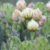 A striking scene from "Natural Wonders of Assateague Island" by Schiffer Publishing, Ltd.: blooming white and yellow cactus flowers among green prickly pear pads, with white yucca flowers—ideal for wildlife photography lovers.