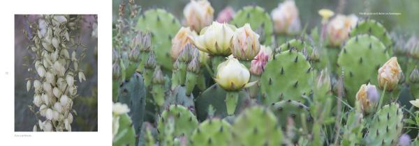 A striking scene from "Natural Wonders of Assateague Island" by Schiffer Publishing, Ltd.: blooming white and yellow cactus flowers among green prickly pear pads, with white yucca flowers—ideal for wildlife photography lovers.