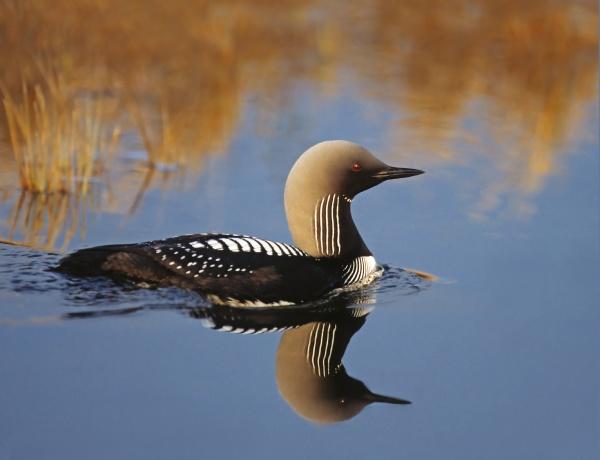 A black-throated loon glides on calm water, its reflection clear, with brown reeds framing the scene. "Visions" by Schiffer Publishing, Ltd. is perfect for nature photography enthusiasts.