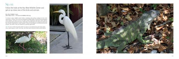 A spread in "101 Things to Do in Key West" by Schiffer Publishing, Ltd. features photos of a white egret on concrete, a white ibis on grass, and a green iguana on dry leaves, plus info about the Key West Wildlife Center.