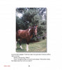 A brown Chincoteague Pony with a white facial stripe stands on grass, tied to a purple lead before tall green trees. Below the photo, text from "The True Story of Sea Feather" by Schiffer Publishing, Ltd. and Chapter Eight in red are visible.