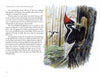 Illustration from "The Birds We Live With" by Schiffer Publishing, Ltd.—an ivory-billed woodpecker on a tree trunk, featuring text about its history and rarity, in the style of Catherine Clark’s acclaimed bird paintings.
