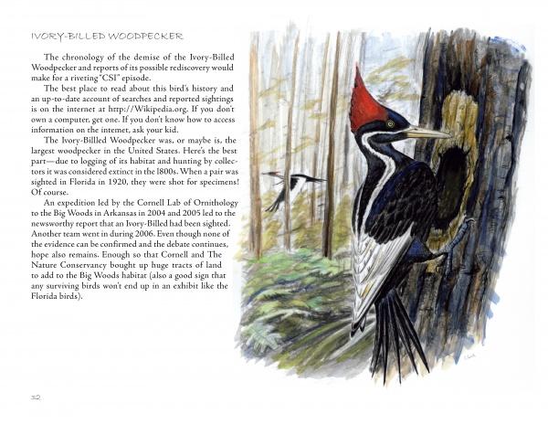 Illustration from "The Birds We Live With" by Schiffer Publishing, Ltd.—an ivory-billed woodpecker on a tree trunk, featuring text about its history and rarity, in the style of Catherine Clark’s acclaimed bird paintings.