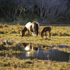 Chincoteague Ponies by Schiffer Publishing, Ltd. features a brown and white pony and its foal grazing by a reflective pond, surrounded by marshland and sparse trees on Assateague Island.