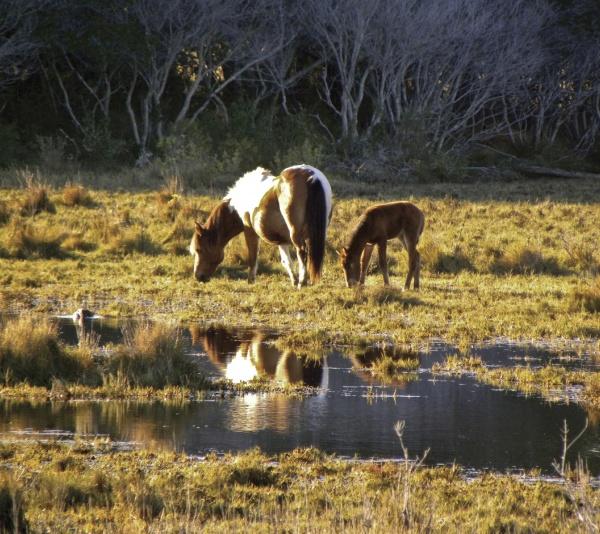 Chincoteague Ponies by Schiffer Publishing, Ltd. features a brown and white pony and its foal grazing by a reflective pond, surrounded by marshland and sparse trees on Assateague Island.
