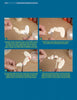 Step-by-step photo tutorial from Schiffer Publishing, Ltd.’s "Power Carving a Chesapeake Bay Blue Crab," shows hands shaping, sanding, gluing, and painting wooden pieces on a blue background, with clear instructions in yellow boxes.