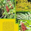 A collage of close-up Staghorn Sumac leaves and red cone-shaped seed clusters, with informative text about northern coastal flora, from "Coastal Garden Plants" by Schiffer Publishing, Ltd., on a green and yellow background.