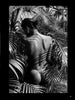 Braziliangels by Schiffer Publishing, Ltd. features a black and white photo of a nude Brazilian woman among tropical plants, sunlight casting leaf patterns on her back—capturing intimate, artistic Brazilian nude photography.