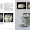 echinoid fossil identification