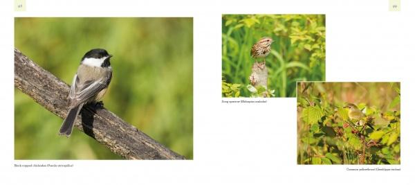Showcasing three bird photos—a black-capped chickadee, a song sparrow, and a common yellowthroat—Birds and Beacons of Michigan by Schiffer Publishing, Ltd. is ideal for any birdwatching guide.