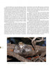 A Great Horned Owl perches on a branch, feeding its young, in a natural setting. This tender moment is showcased in "The Great Horned Owl" from Schiffer Publishing, Ltd., a celebration of North America's iconic owl species.