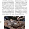 A Great Horned Owl perches on a branch, feeding its young, in a natural setting. This tender moment is showcased in "The Great Horned Owl" from Schiffer Publishing, Ltd., a celebration of North America's iconic owl species.
