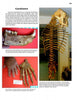 A page from "Cenozoic Fossils II" by Schiffer Publishing, Ltd. features "Carnivores" with text, a photo of a jawbone with large teeth, a paw fossil, and an upright Ice Age cave bear skeleton in a museum display case.