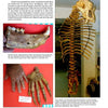 A page from "Cenozoic Fossils II" by Schiffer Publishing, Ltd. features "Carnivores" with text, a photo of a jawbone with large teeth, a paw fossil, and an upright Ice Age cave bear skeleton in a museum display case.