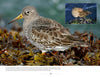 A Purple Sandpiper among wet seaweed on a rocky shore, with another resting on mussels, showcases the unique features of New Jersey birds in "New Jersey Birds and Beyond" by Schiffer Publishing, Ltd.