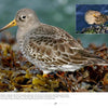 A Purple Sandpiper among wet seaweed on a rocky shore, with another resting on mussels, showcases the unique features of New Jersey birds in "New Jersey Birds and Beyond" by Schiffer Publishing, Ltd.