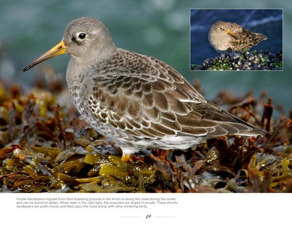 A Purple Sandpiper among wet seaweed on a rocky shore, with another resting on mussels, showcases the unique features of New Jersey birds in "New Jersey Birds and Beyond" by Schiffer Publishing, Ltd.
