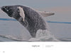 A humpback whale breaches near Chatham, creating a dramatic splash against a gray sky—a breathtaking moment captured in *Wild Cape Cod* by Schiffer Publishing, Ltd.