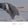 A humpback whale breaches near Chatham, creating a dramatic splash against a gray sky—a breathtaking moment captured in *Wild Cape Cod* by Schiffer Publishing, Ltd.