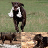 A chocolate Labrador enjoys outdoor adventures fueled by homemade treats from "Cooking for Dogs" by Schiffer Publishing, Ltd., ensuring optimal dog nutrition.