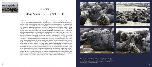 An open copy of "The Gray Curtain" from Schiffer Publishing, Ltd. displays text titled "Seals Are Everywhere..." on the left and, on the right, photos of gray seal groups resting closely together on a rocky shoreline beside the water.