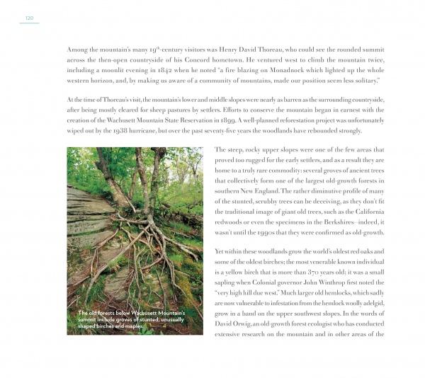 A large tree on the forest floor below Wachusett Mountain highlights Central Massachusetts's lush beauty, as featured in Schiffer Publishing, Ltd.'s "Central Massachusetts Perspectives.