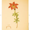 A botanical illustration from "Lilies & Magnolias" by Schiffer Publishing, Ltd. shows an orange lily with green leaves on a beige background, along with a detailed sketch of the flower’s reproductive parts below the main stem.