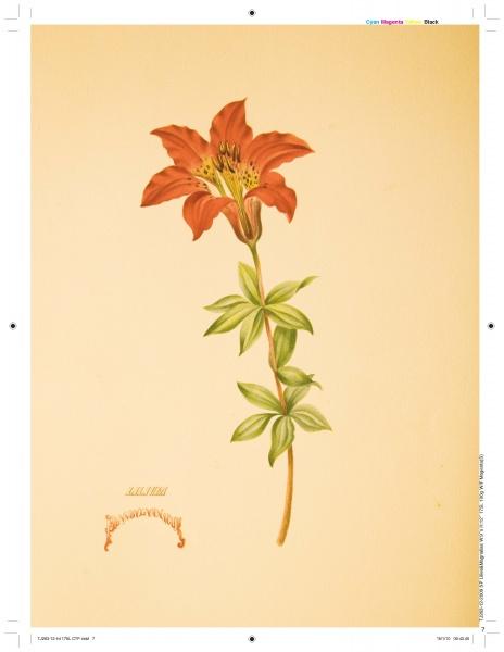 A botanical illustration from "Lilies & Magnolias" by Schiffer Publishing, Ltd. shows an orange lily with green leaves on a beige background, along with a detailed sketch of the flower’s reproductive parts below the main stem.