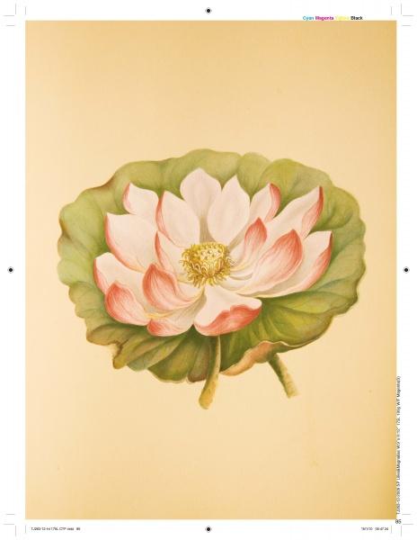 Lilies & Magnolias" by Schiffer Publishing, Ltd. features a detailed lotus illustration with white and pink petals, large green leaves, and a yellow center, inspired by antique botanical art on a light beige background.