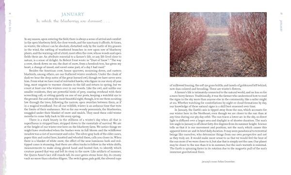 A two-page spread from "Out in Blue Fields" by Schiffer Publishing, Ltd.: The left page, titled JANUARY, mentions blackberries; the right page shows a leafless, red-tinged blackberry patch, evoking blueberry off-season.