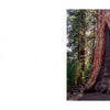A giant sequoia towers over lush greenery in Sequoia National Park, its broad, reddish-brown trunk showcasing the Sierra Nevada's beauty. "High Sierra" by Schiffer Publishing, Ltd. features a short caption and text on the left page.