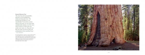 A giant sequoia towers over lush greenery in Sequoia National Park, its broad, reddish-brown trunk showcasing the Sierra Nevada's beauty. "High Sierra" by Schiffer Publishing, Ltd. features a short caption and text on the left page.