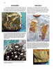 The "Paleozoic Fossils" textbook by Schiffer Publishing, Ltd. features four Archeocyathids and Chancelloria fossils with captions on their features, locations, significance, and their role in the fossil record.