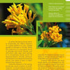 Close-up of vibrant yellow flowers and green leaves featured in "Coastal Garden Plants" by Schiffer Publishing, Ltd.—a book detailing plant identification, origins, blooms, and benefits for coastal gardens, including drought tolerance and hummingbird appeal.