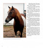 A brown and white Chincoteague Pony foal stands before a white building with a brown roof, evoking the calm charm of “The True Story of Quintilius” from Schiffer Publishing, Ltd.