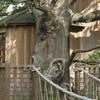 A wooden treehouse with a rope bridge winds around a large tree. A grey box with white text reads 1. Living the High Life. The tranquil scene is from Tree Houses Reimagined by Schiffer Publishing, Ltd., ideal for garden retreats.