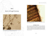 A spread from Spalting 101 by Schiffer Publishing, Ltd. shows "Basics of Fungal Anatomy," featuring a microscopic fungi image and a close-up of spalting structures, both with captions detailing DIY spalting techniques.